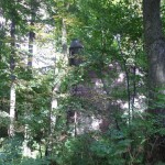 Ruiny Zamku w Pilicy ukryte w lesie